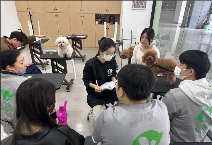 酒泉市宠物美容宠物美容培训学校 - 排名